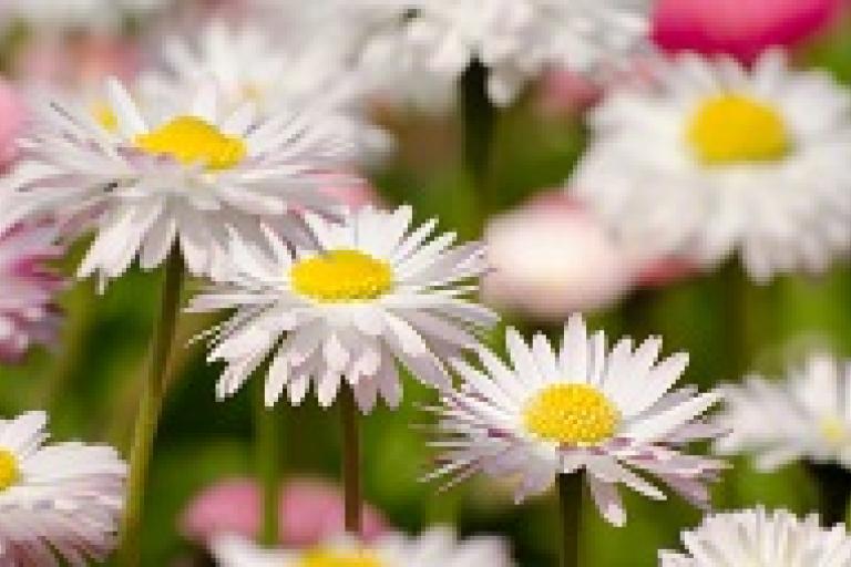 flower representing child deaths